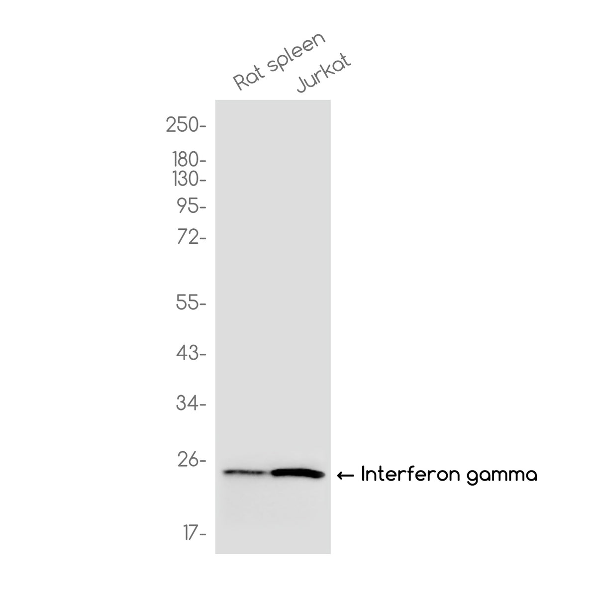 Anti-Interferon gamma Rabbit Monoclonal Antibody
