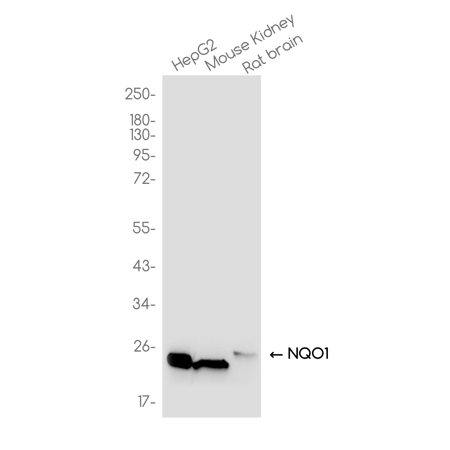 Anti-NQO1 Rabbit Monoclonal Antibody