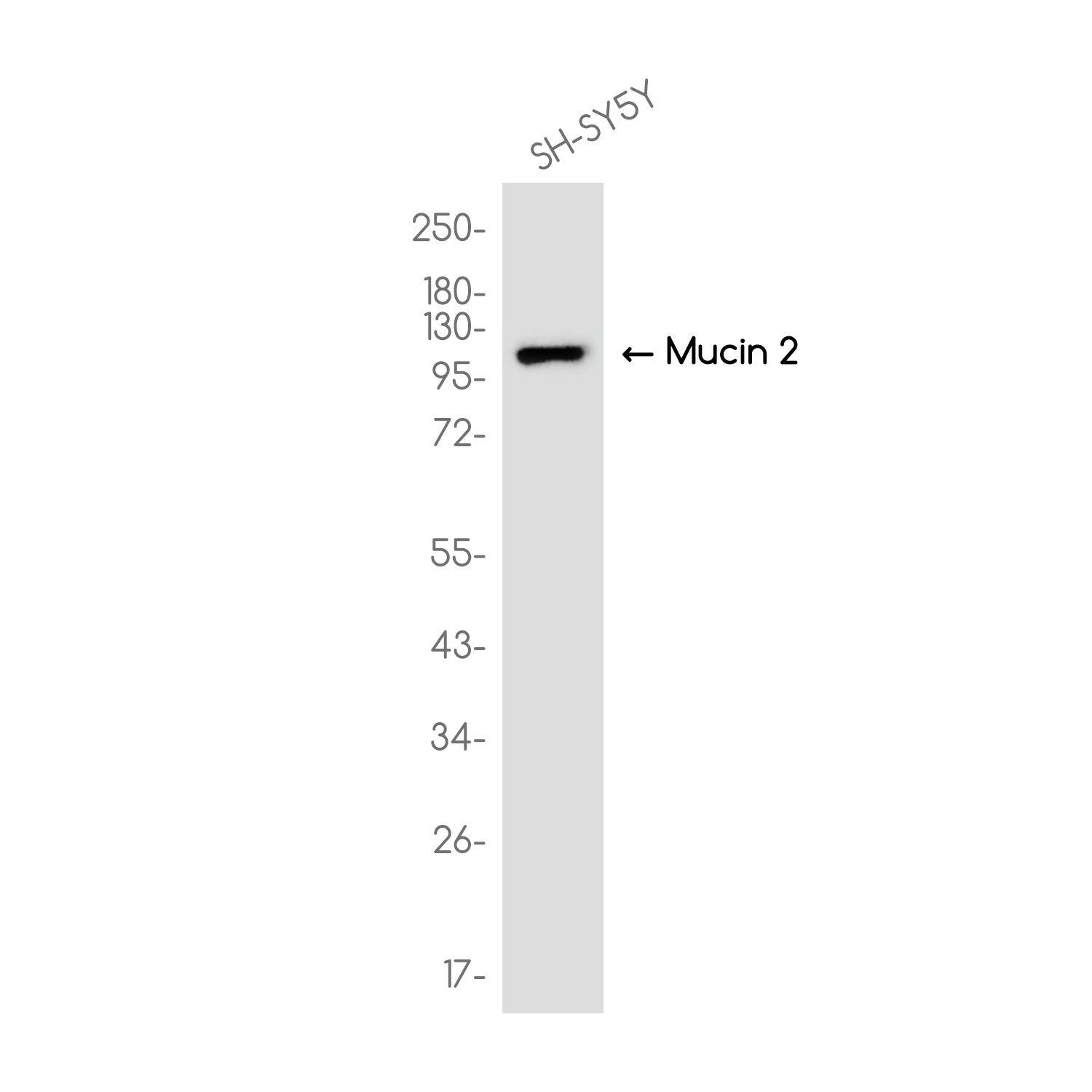 Anti-Mucin 2 Rabbit Monoclonal Antibody