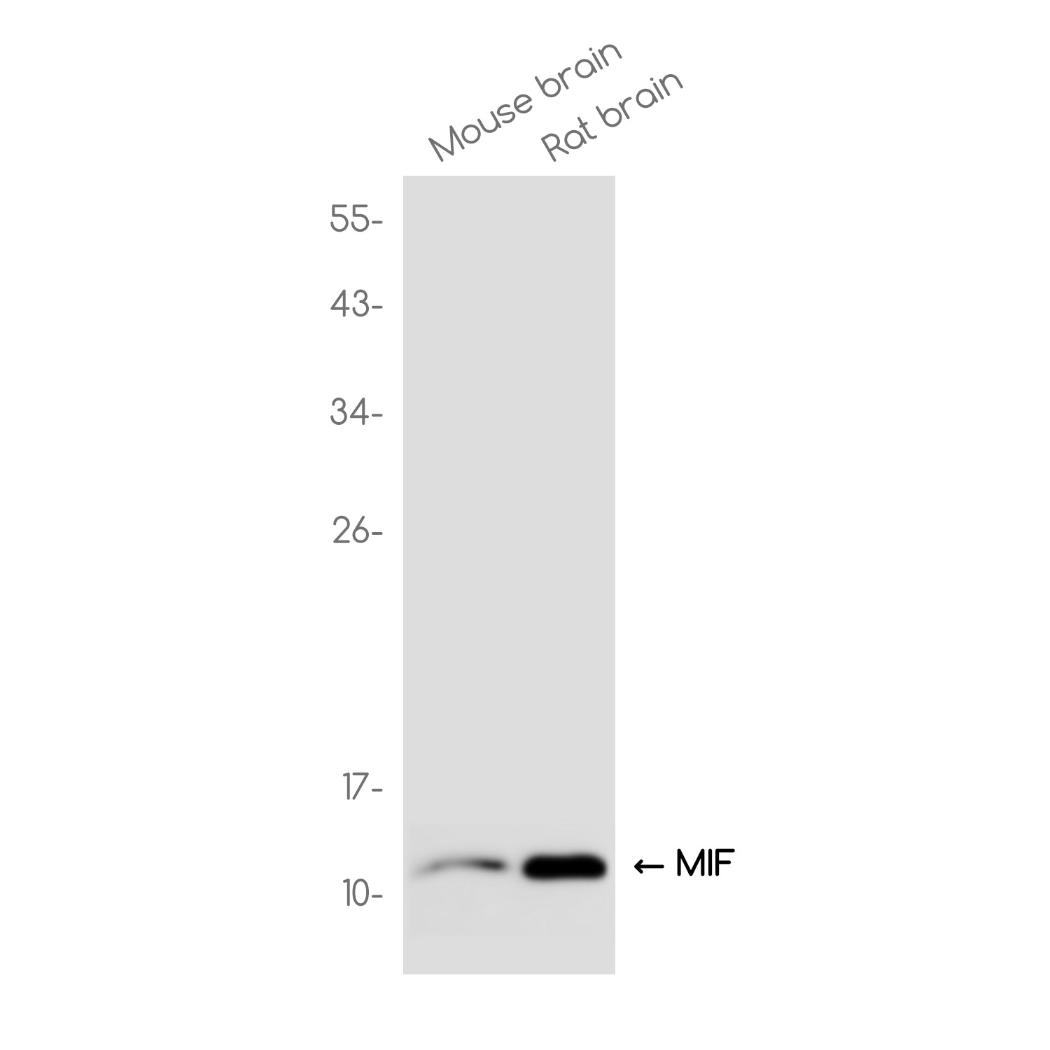 Anti-MIF Rabbit Monoclonal Antibody