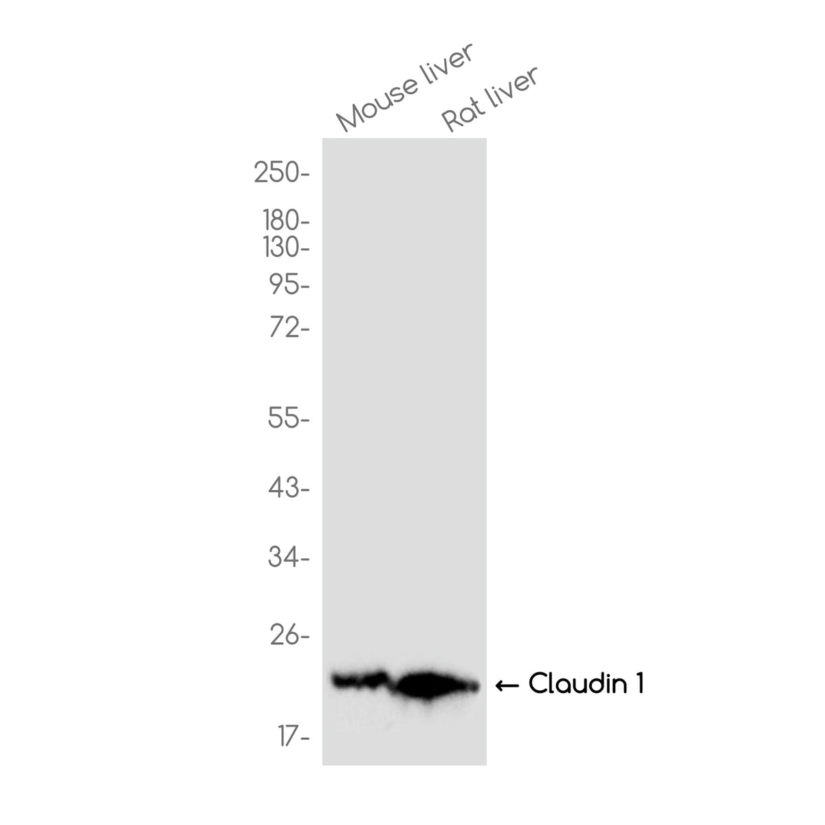 Anti-Claudin 1 Rabbit Monoclonal Antibody