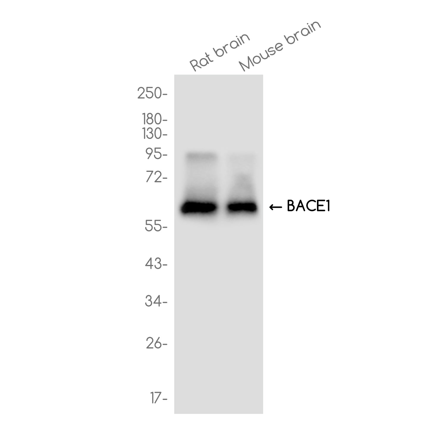 Anti-BACE1 Rabbit Monoclonal Antibody