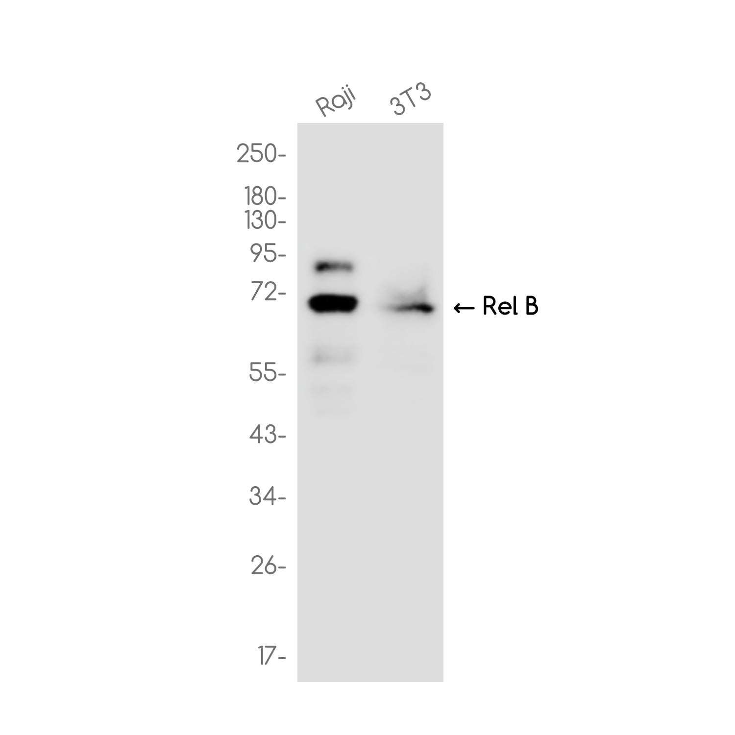 Anti-Rel B Rabbit Monoclonal Antibody