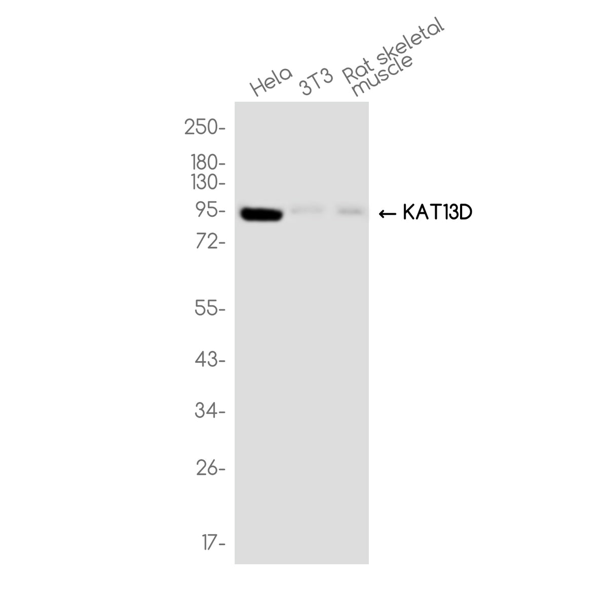 Anti-KAT13D Rabbit Monoclonal Antibody