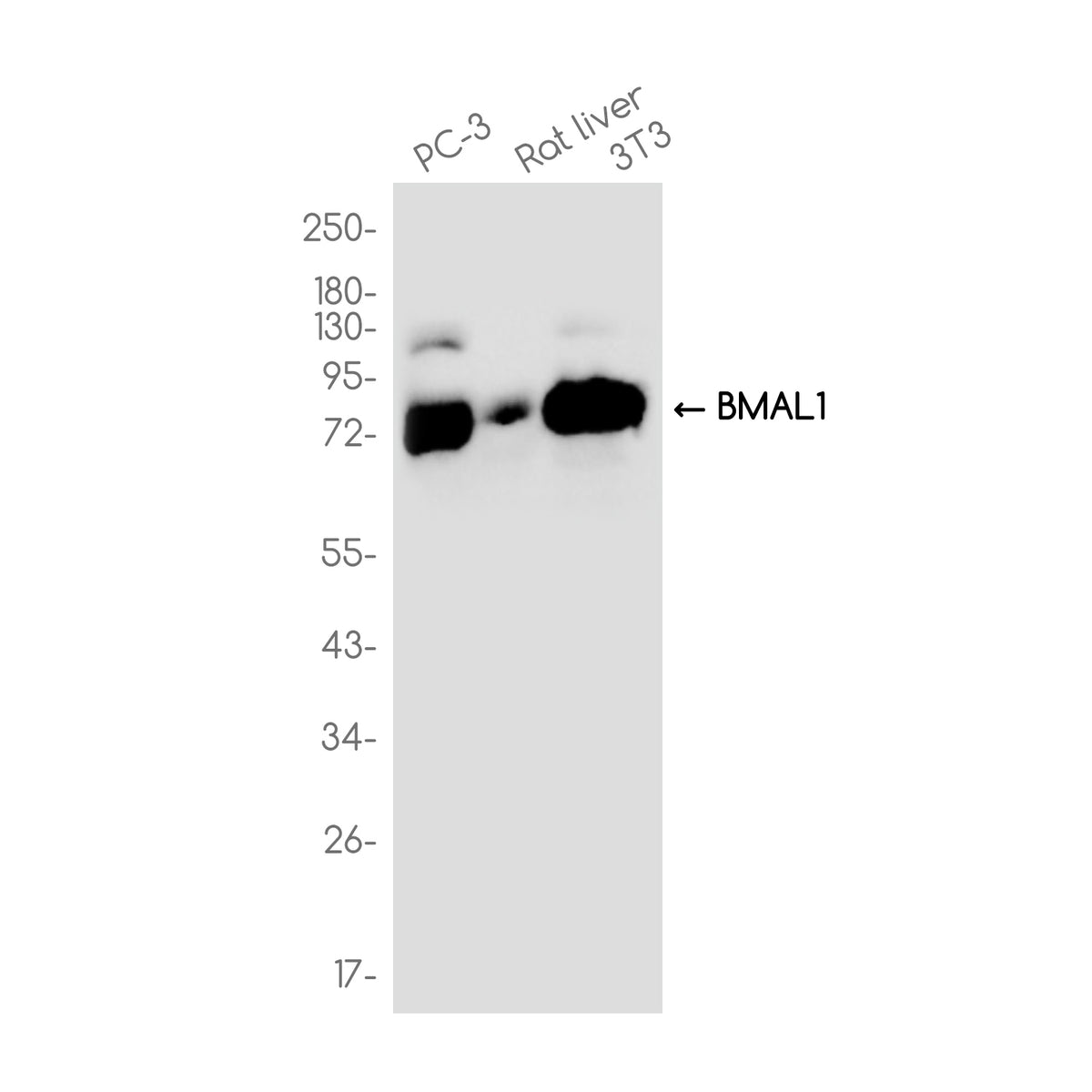 Anti-BMAL1 Rabbit Monoclonal Antibody
