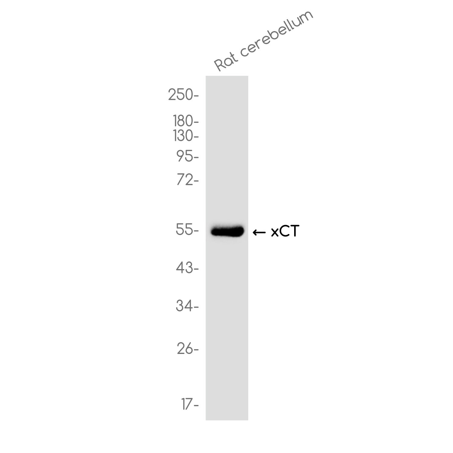 Anti-xCT Rabbit Monoclonal Antibody