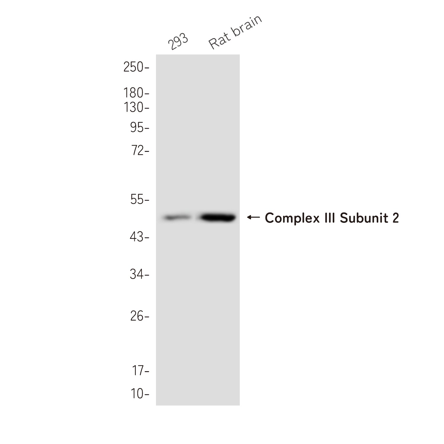 Anti-Complex III Subunit 2 Rabbit Monoclonal Antibody