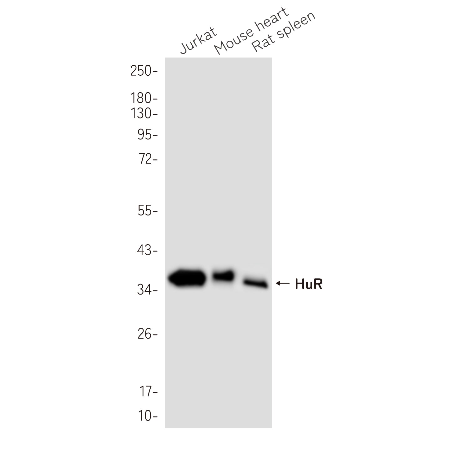Anti-HuR Rabbit Monoclonal Antibody