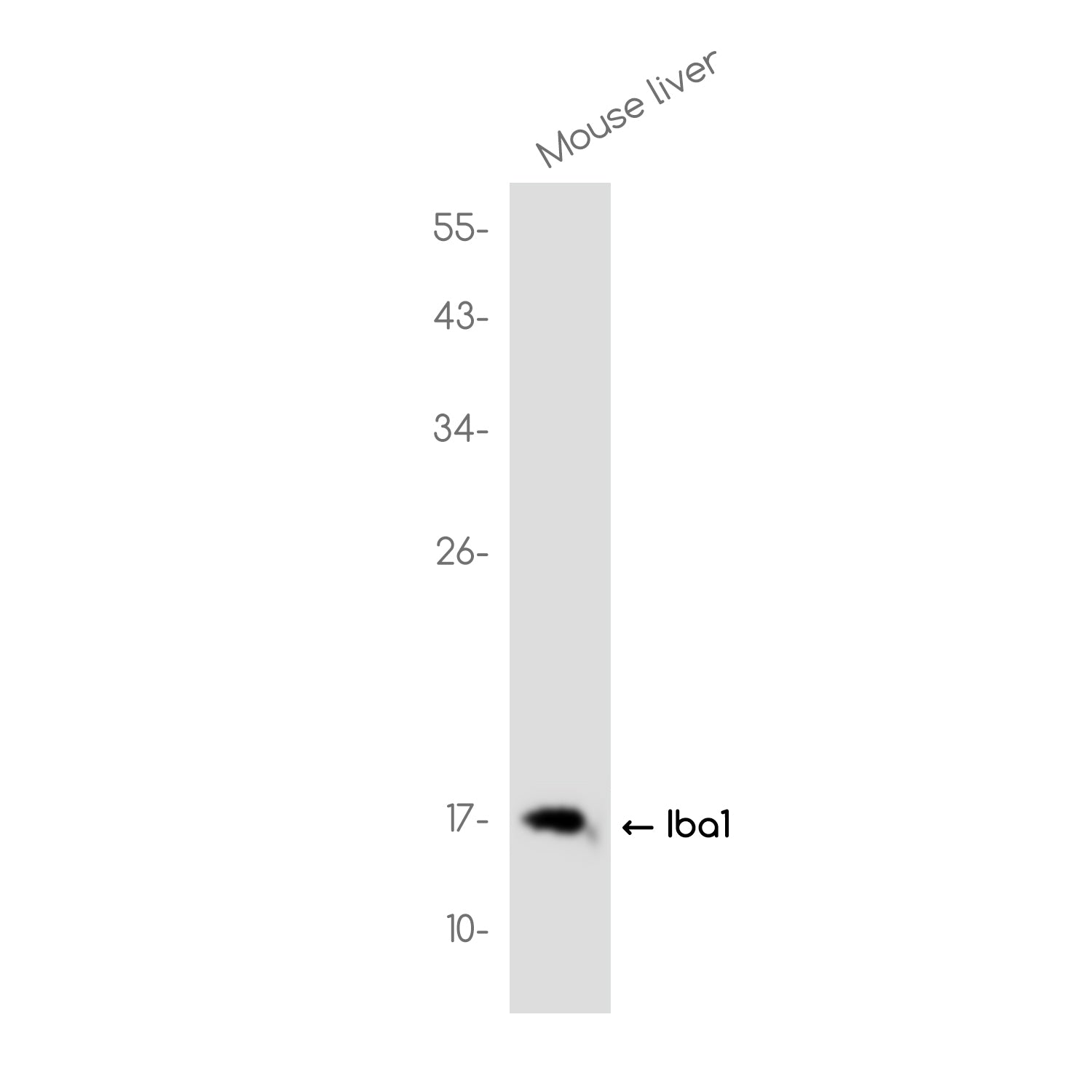 Anti-Iba1 Rabbit Monoclonal Antibody