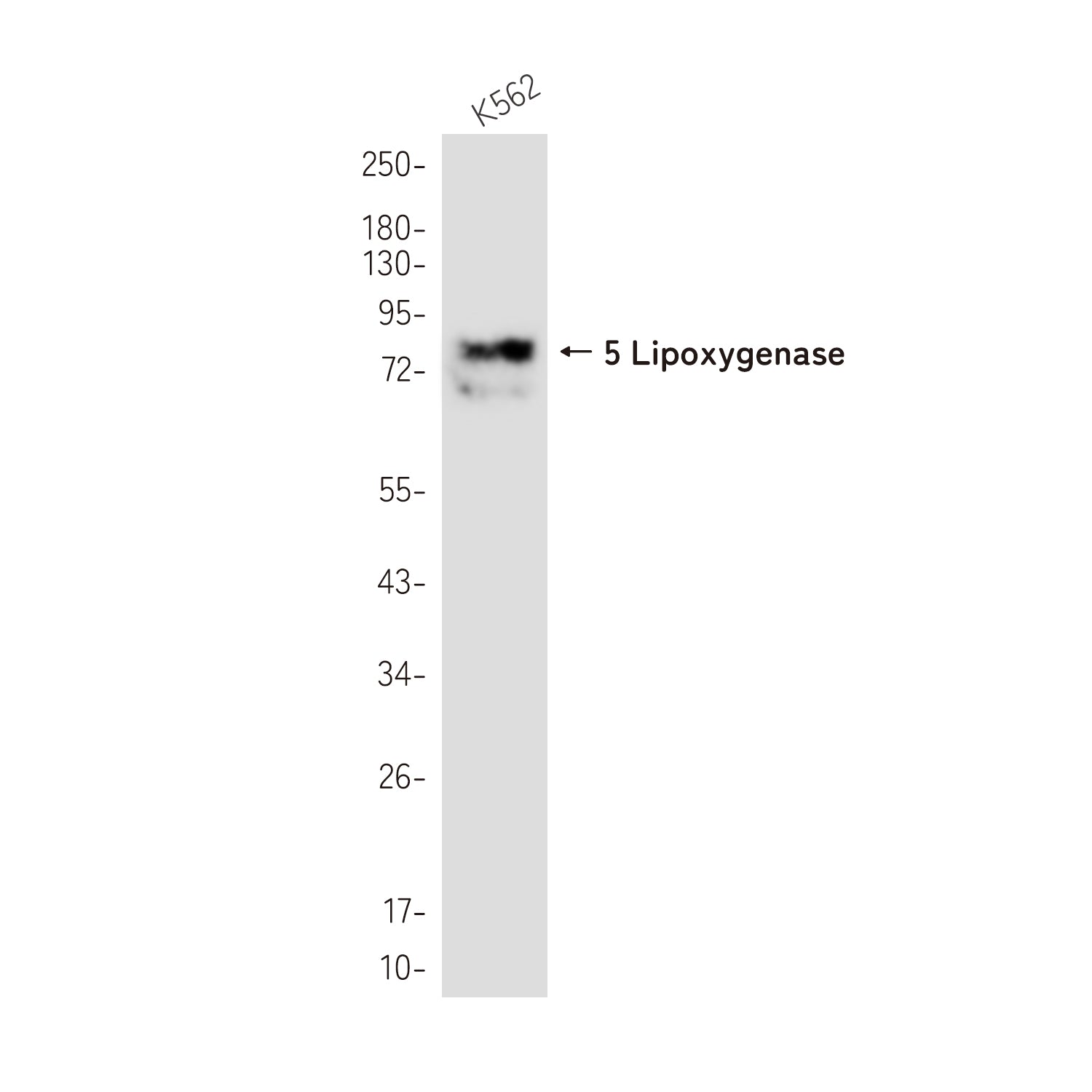 Anti-5 Lipoxygenase Rabbit Monoclonal Antibody