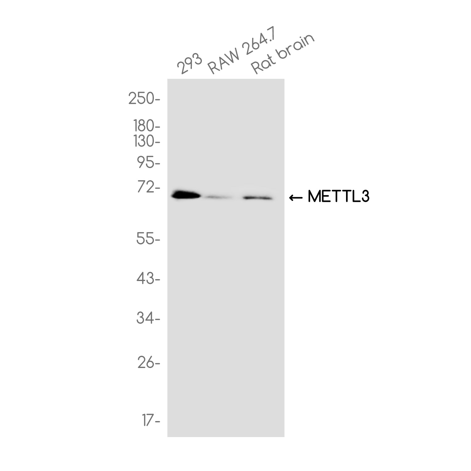Anti-METTL3 Rabbit Monoclonal Antibody