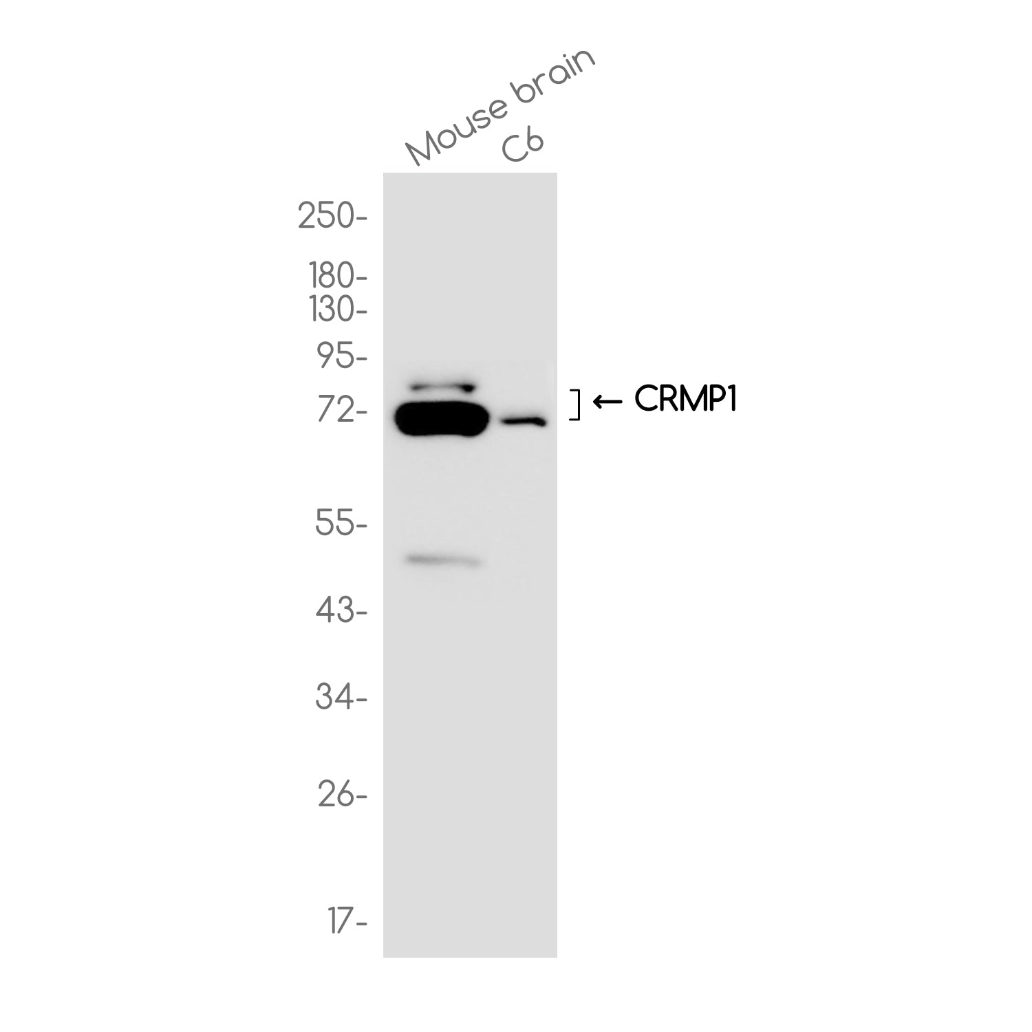 Anti-CRMP1 Rabbit Monoclonal Antibody