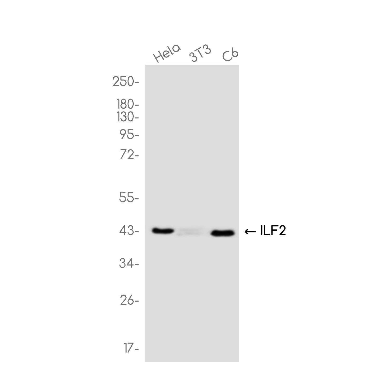 Anti-ILF2 Rabbit Monoclonal Antibody