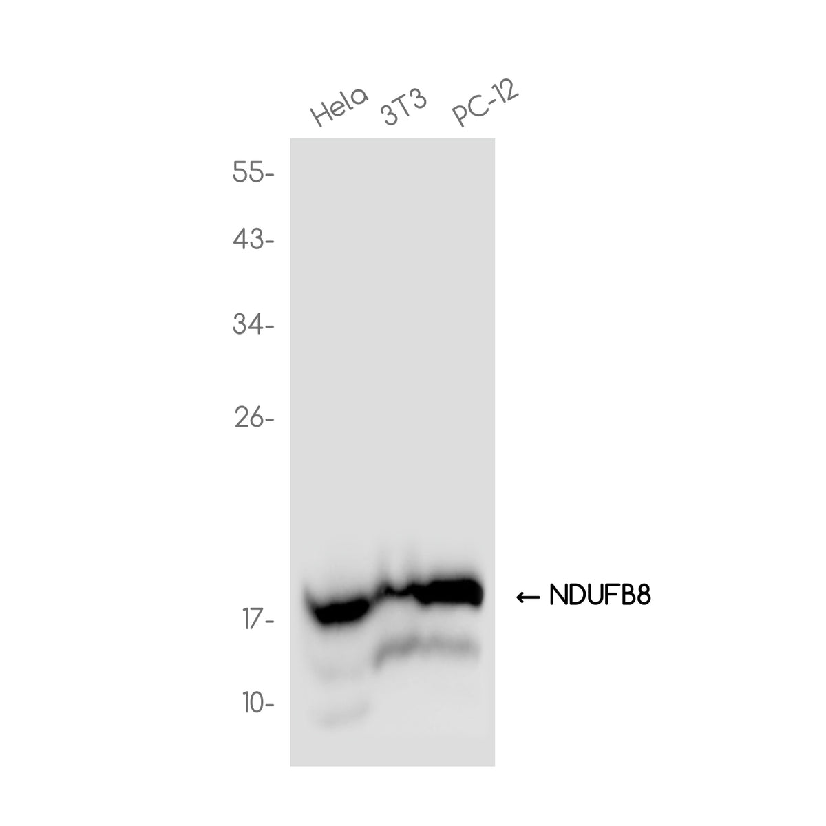 Anti-NDUFB8 Rabbit Monoclonal Antibody