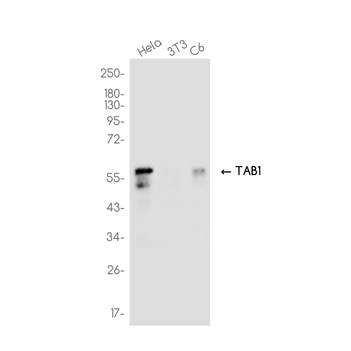 Anti-TAB1 Rabbit Monoclonal Antibody
