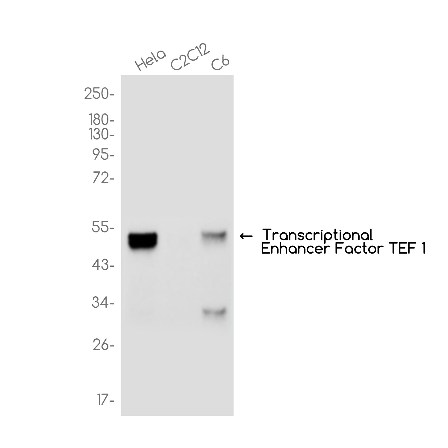 Anti-Transcriptional Enhancer Factor TEF 1 Rabbit Monoclonal Antibody