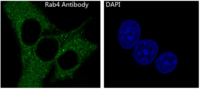 Anti-Rab4 Rabbit Monoclonal Antibody
