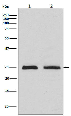 Anti-Rab4 Rabbit Monoclonal Antibody
