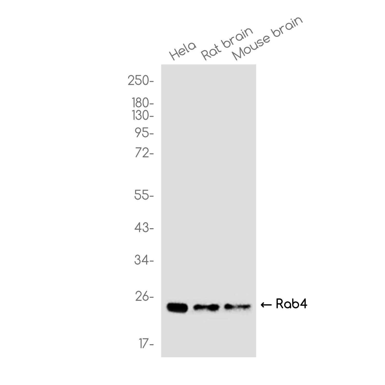 Anti-Rab4 Rabbit Monoclonal Antibody