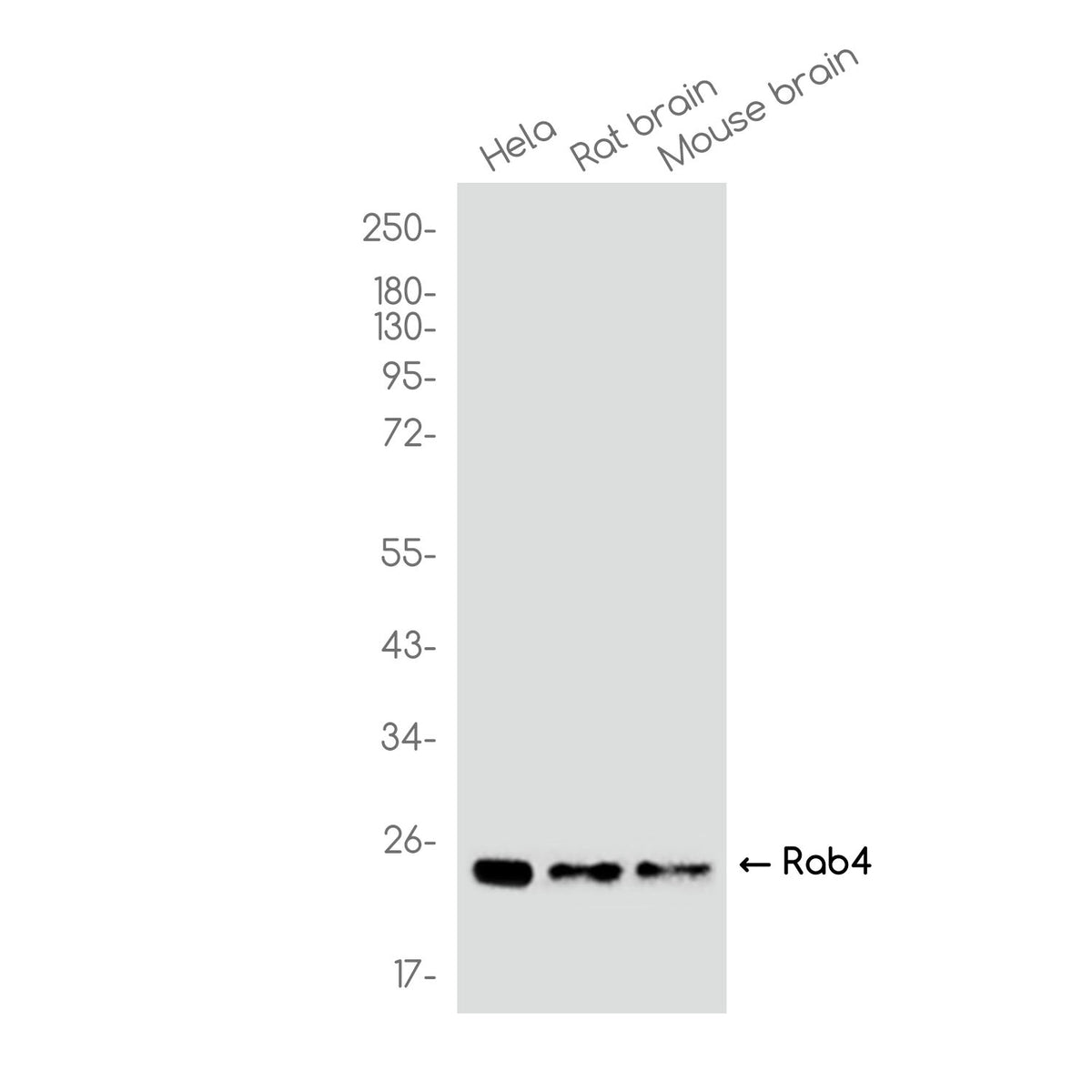 Anti-Rab4 Rabbit Monoclonal Antibody