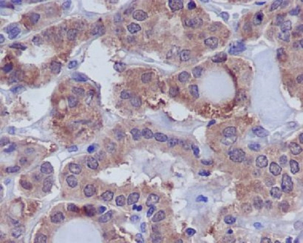Anti-DUSP6 Rabbit Monoclonal Antibody