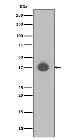 Anti-DUSP6 Rabbit Monoclonal Antibody