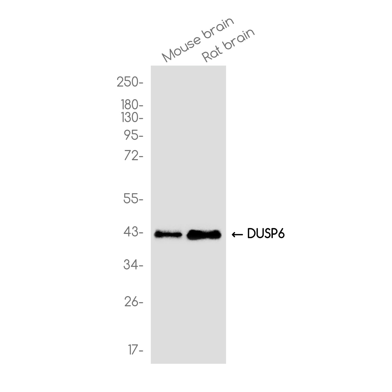 Anti-DUSP6 Rabbit Monoclonal Antibody