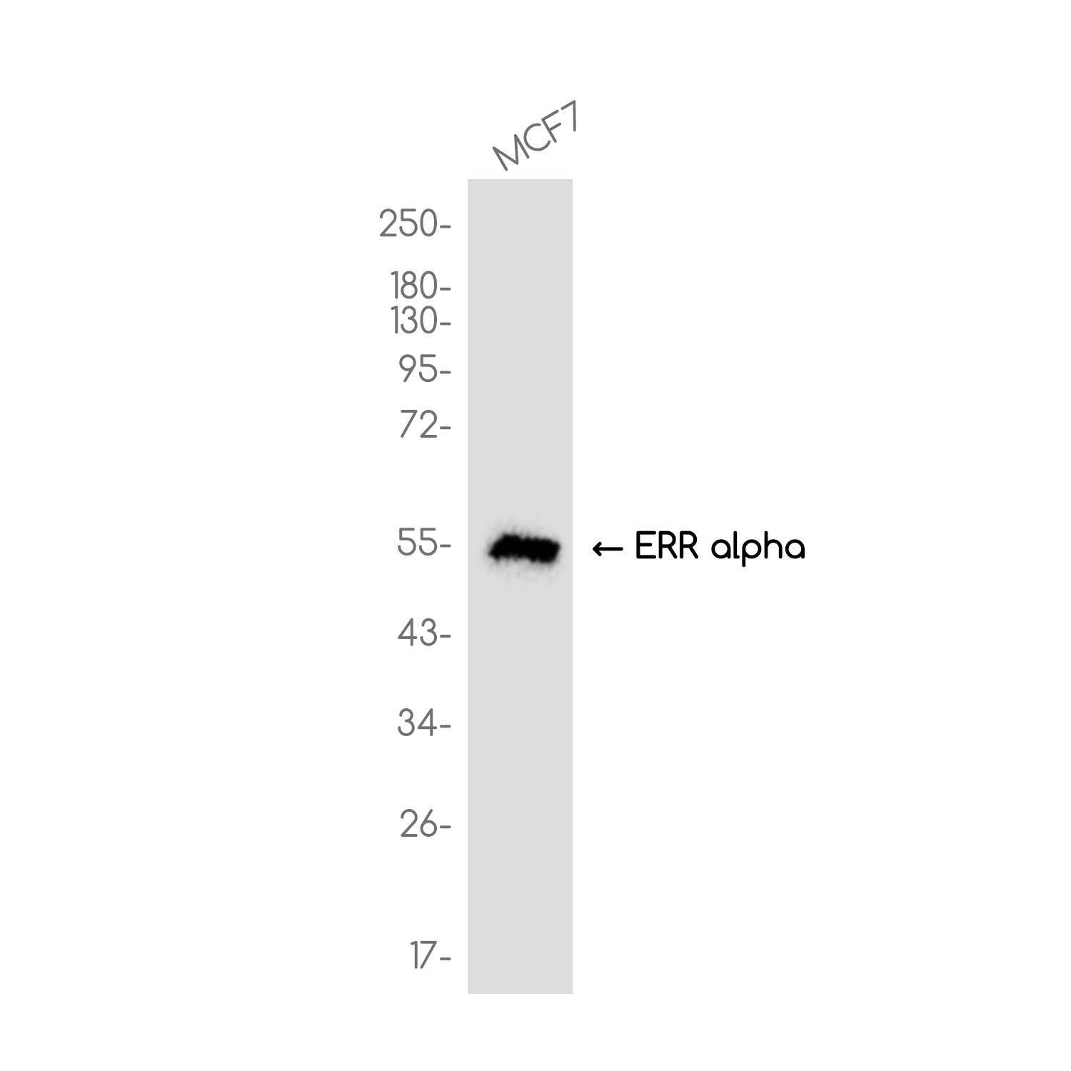 Anti-ERR alpha Rabbit Monoclonal Antibody