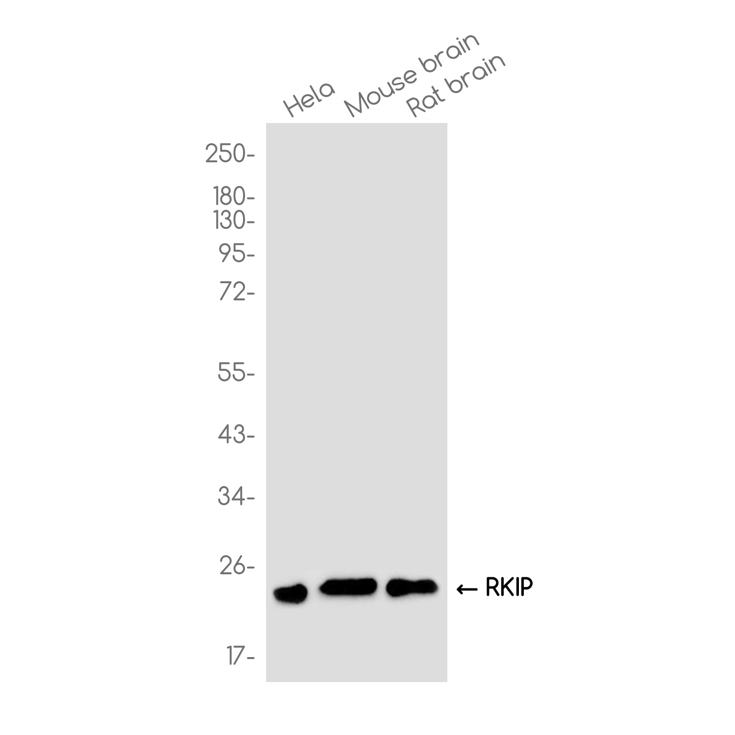 Anti-RKIP Rabbit Monoclonal Antibody