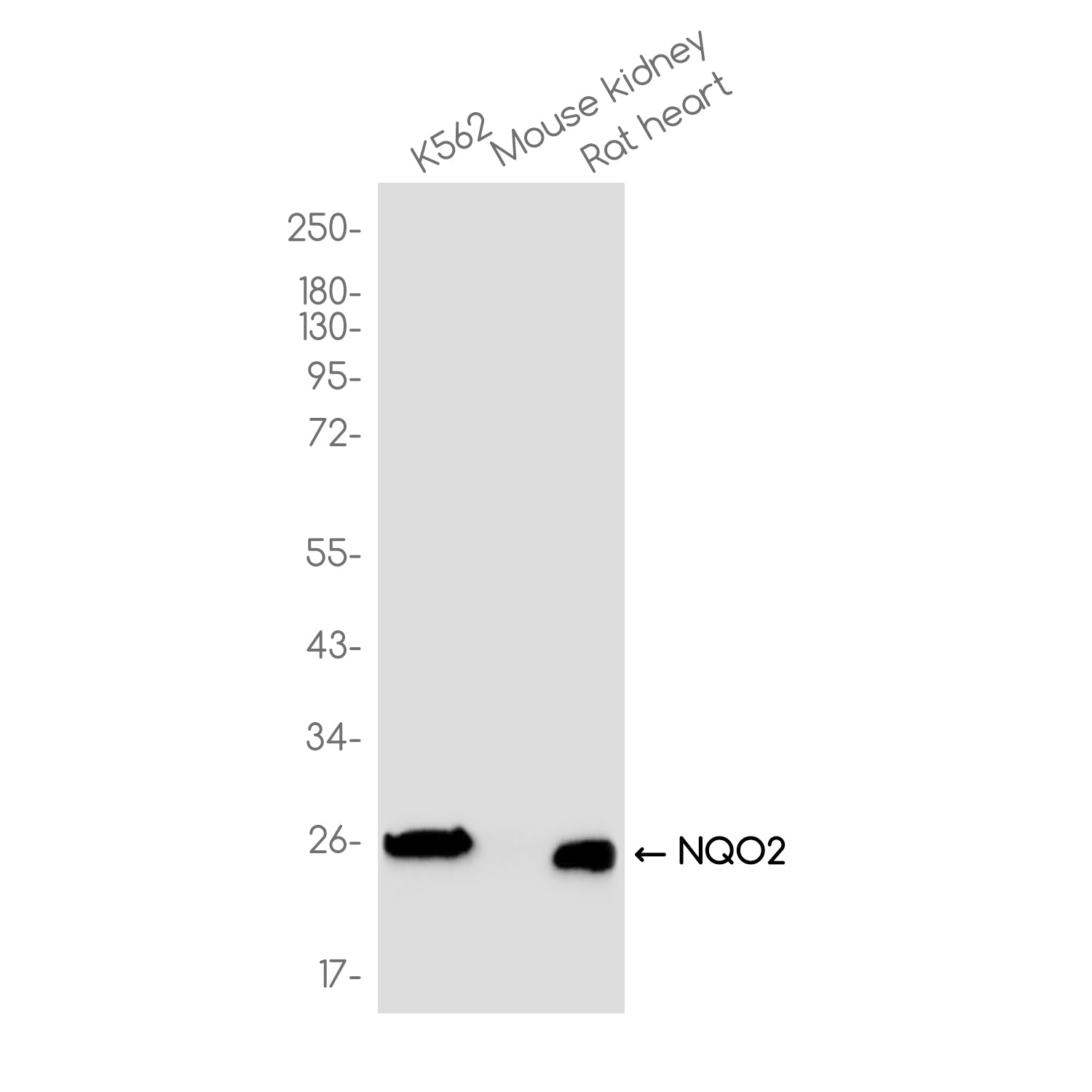 Anti-NQO2 Rabbit Monoclonal Antibody