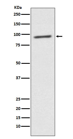 Anti-STAT2 Rabbit Monoclonal Antibody