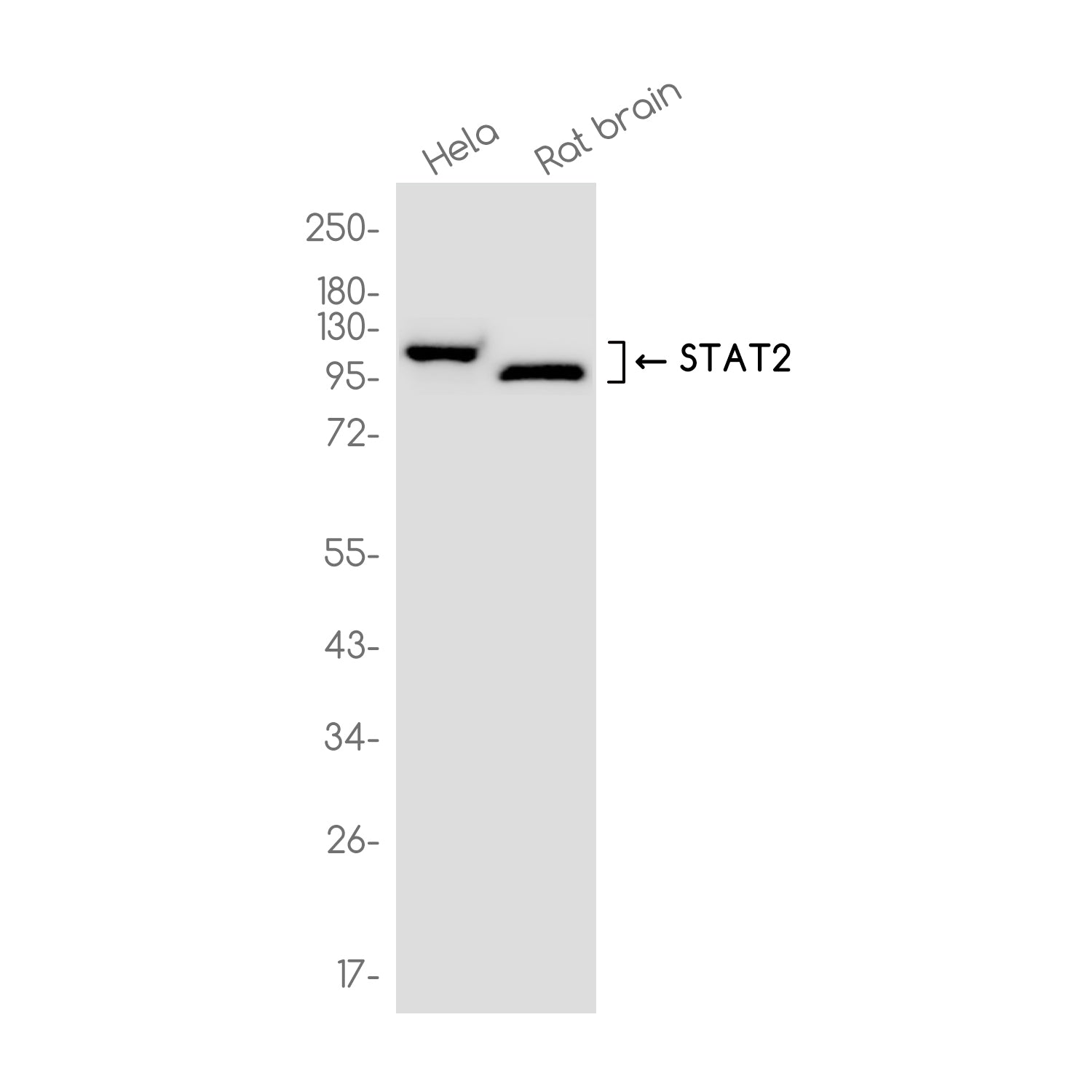 Anti-STAT2 Rabbit Monoclonal Antibody