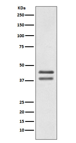 Anti-JunD Rabbit Monoclonal Antibody