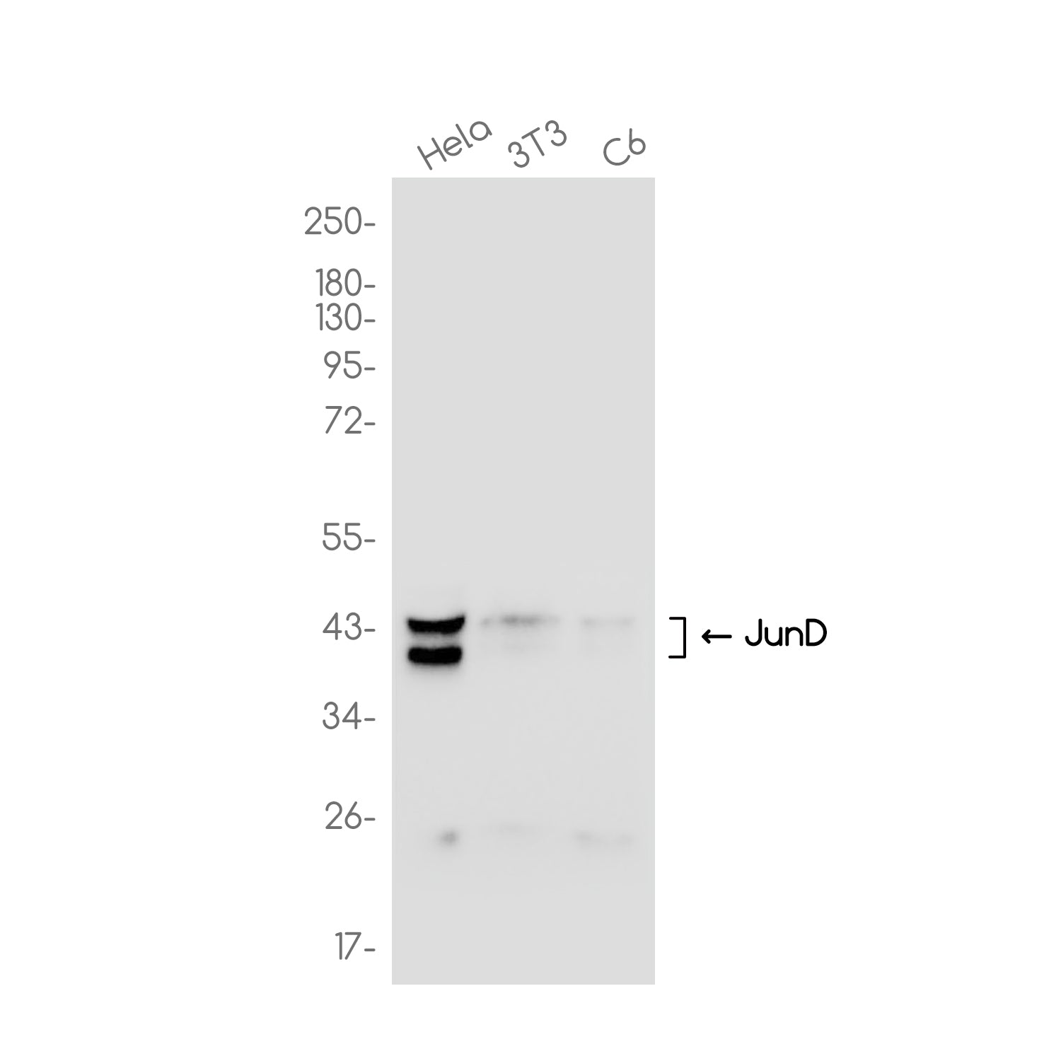 Anti-JunD Rabbit Monoclonal Antibody