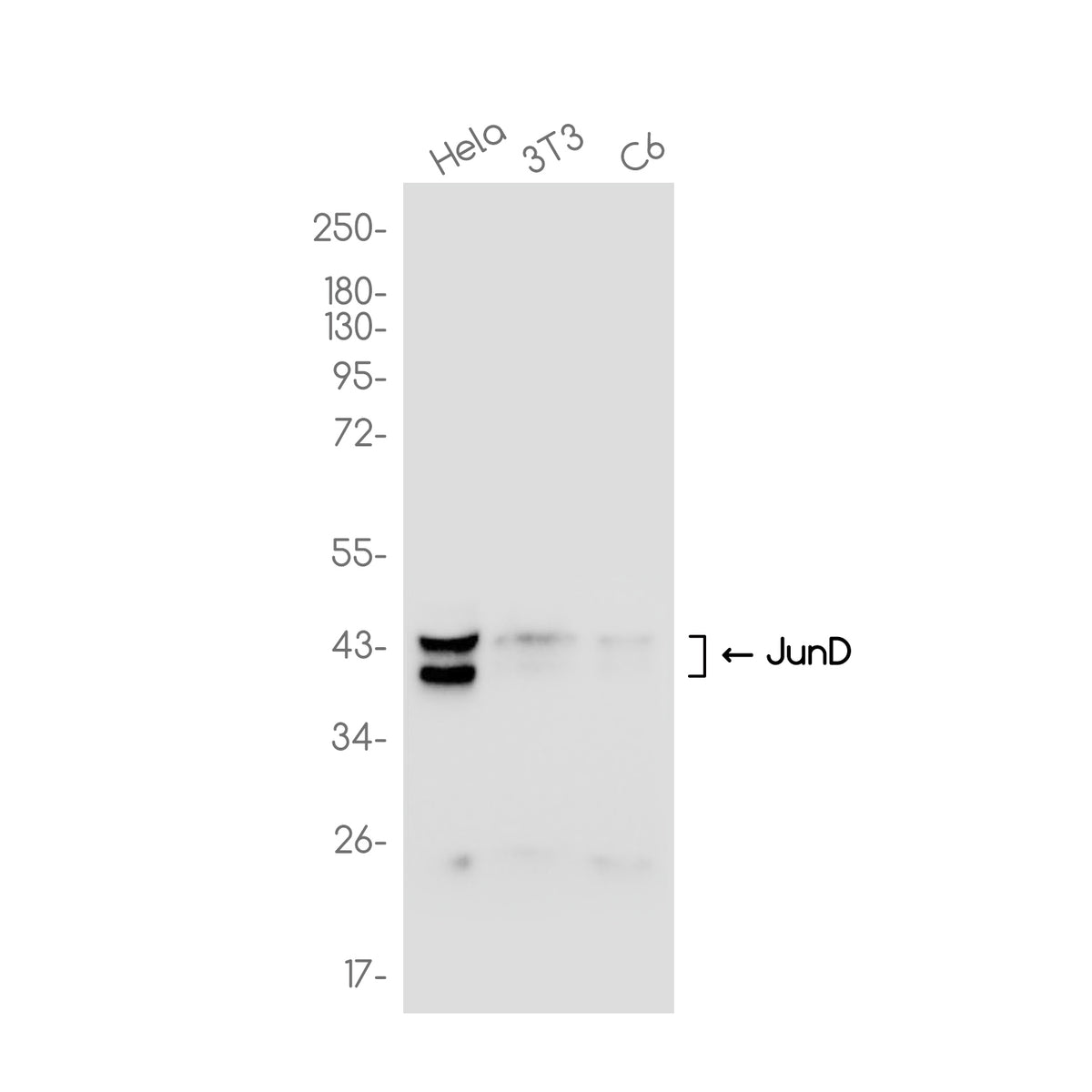 Anti-JunD Rabbit Monoclonal Antibody