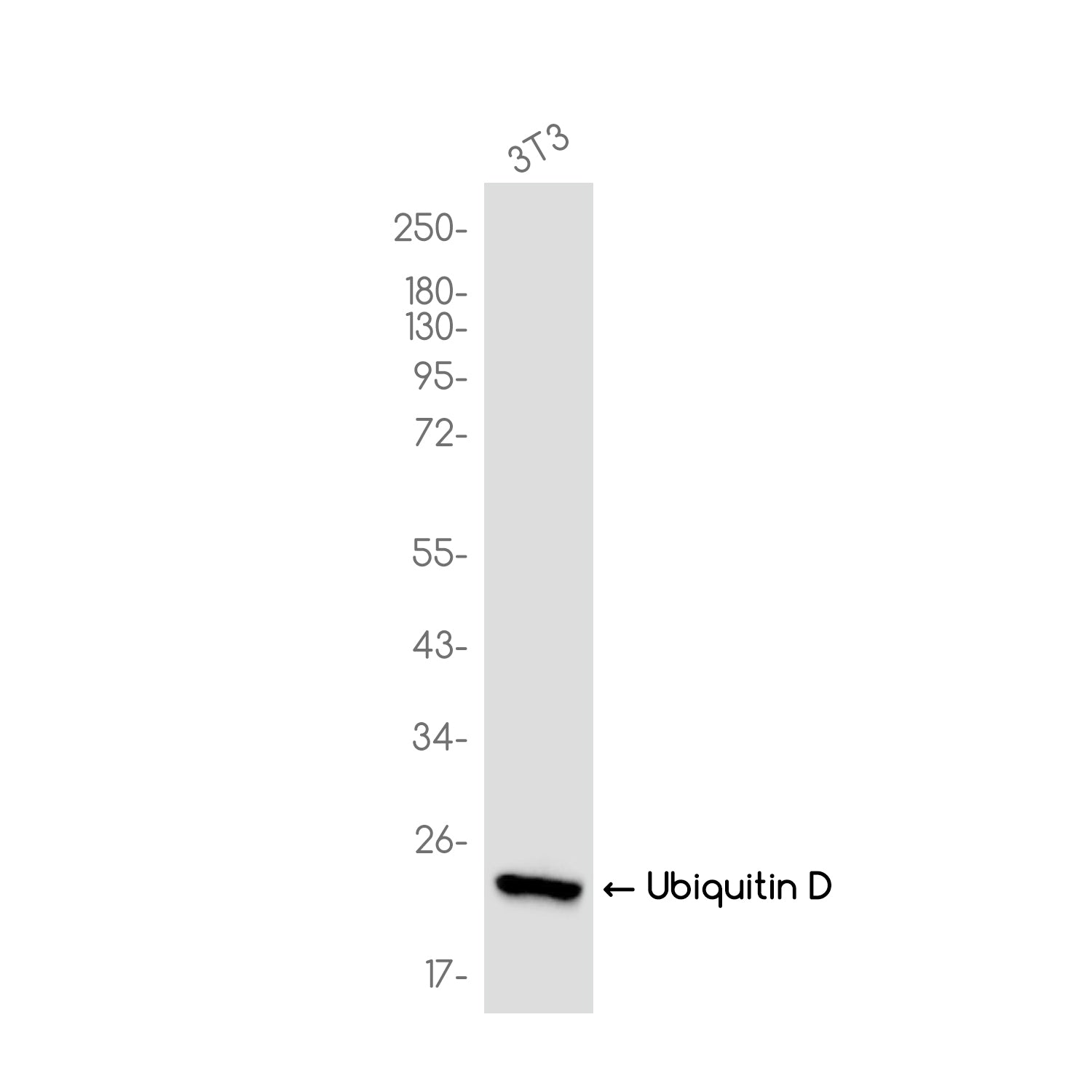 Anti-Ubiquitin D Rabbit Monoclonal Antibody