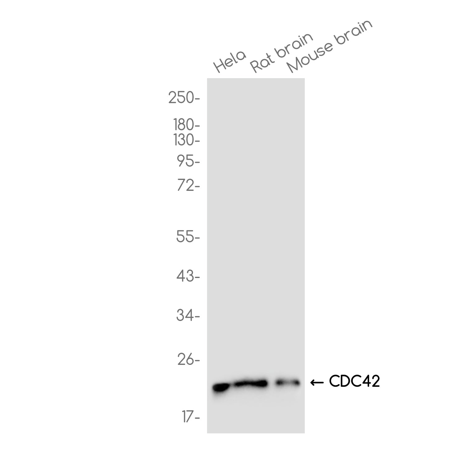 Anti-CDC42 Rabbit Monoclonal Antibody