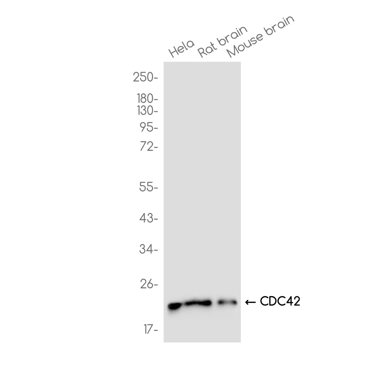 Anti-CDC42 Rabbit Monoclonal Antibody