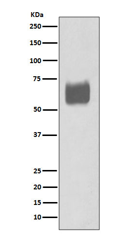 Anti-CD80 Rabbit Monoclonal Antibody