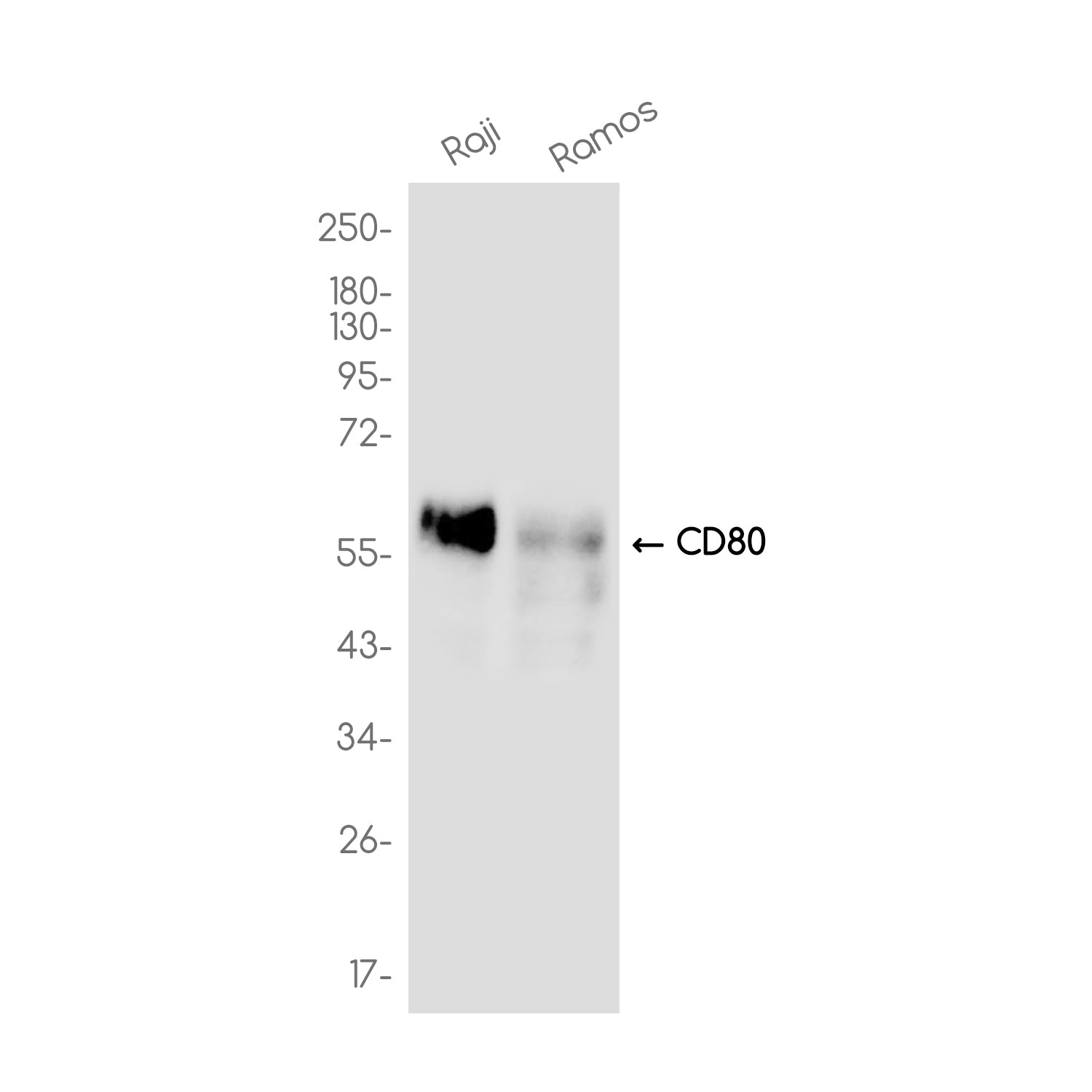 Anti-CD80 Rabbit Monoclonal Antibody