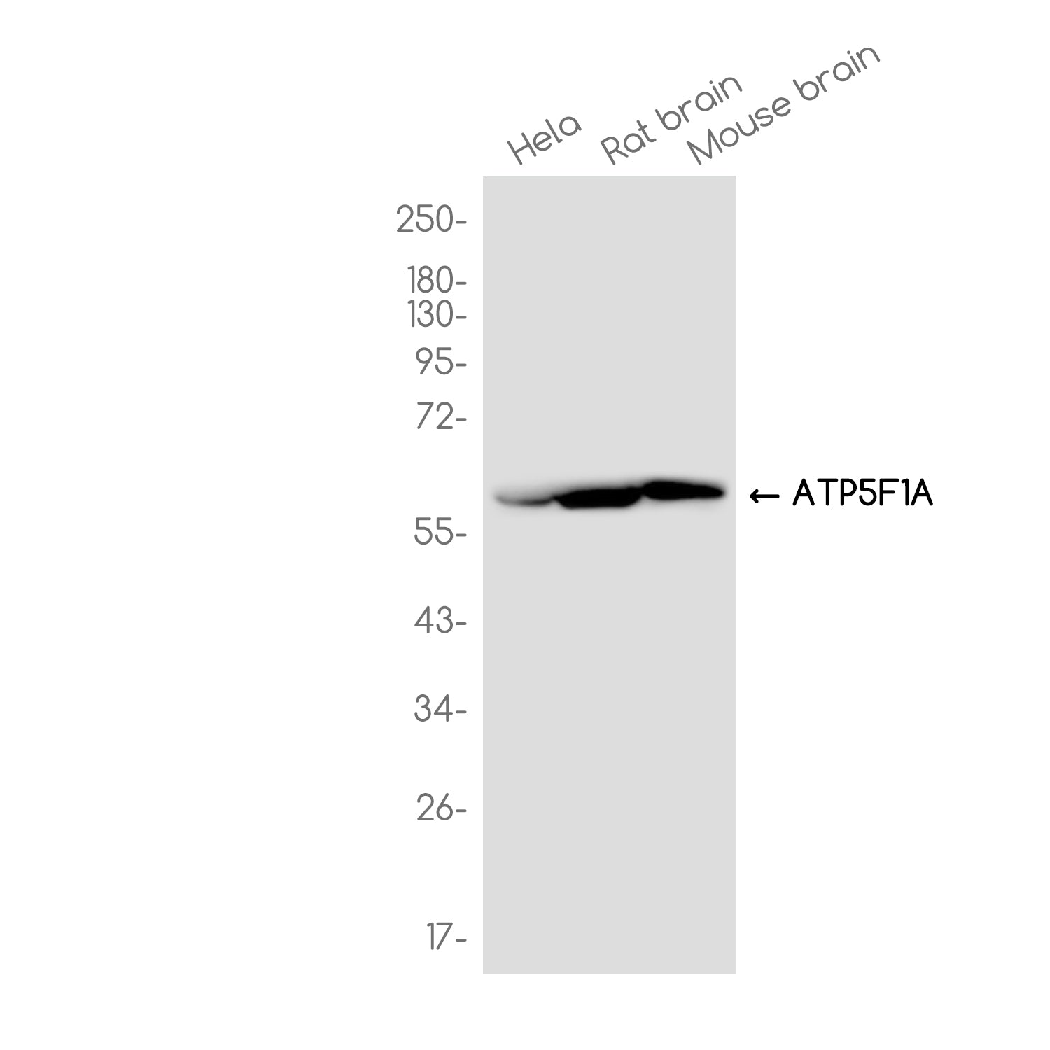 Anti-ATP5F1A Rabbit Monoclonal Antibody