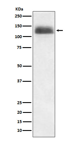 Anti-NFAT1 Rabbit Monoclonal Antibody