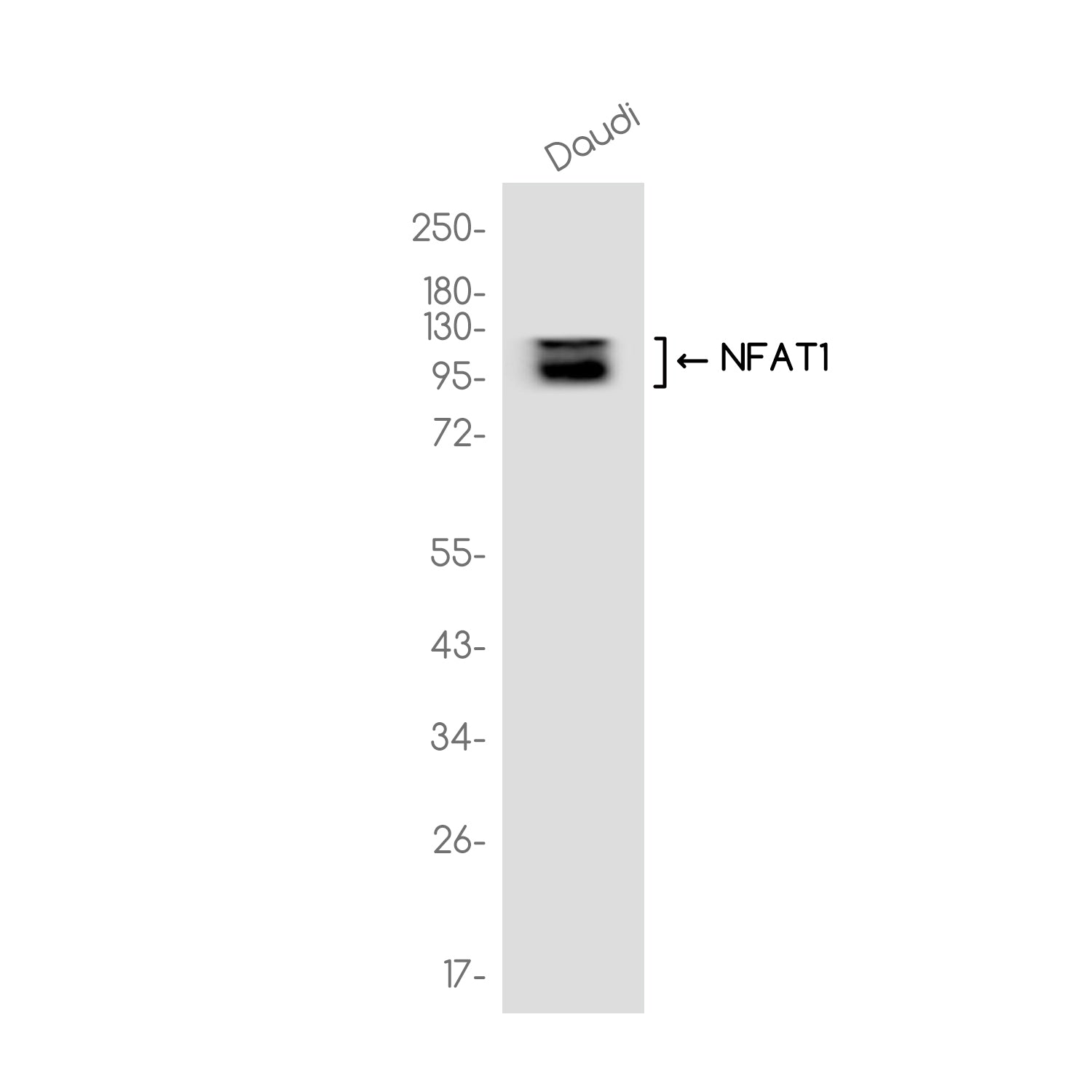 Anti-NFAT1 Rabbit Monoclonal Antibody