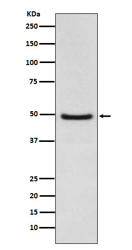 Anti-LXR alpha Rabbit Monoclonal Antibody