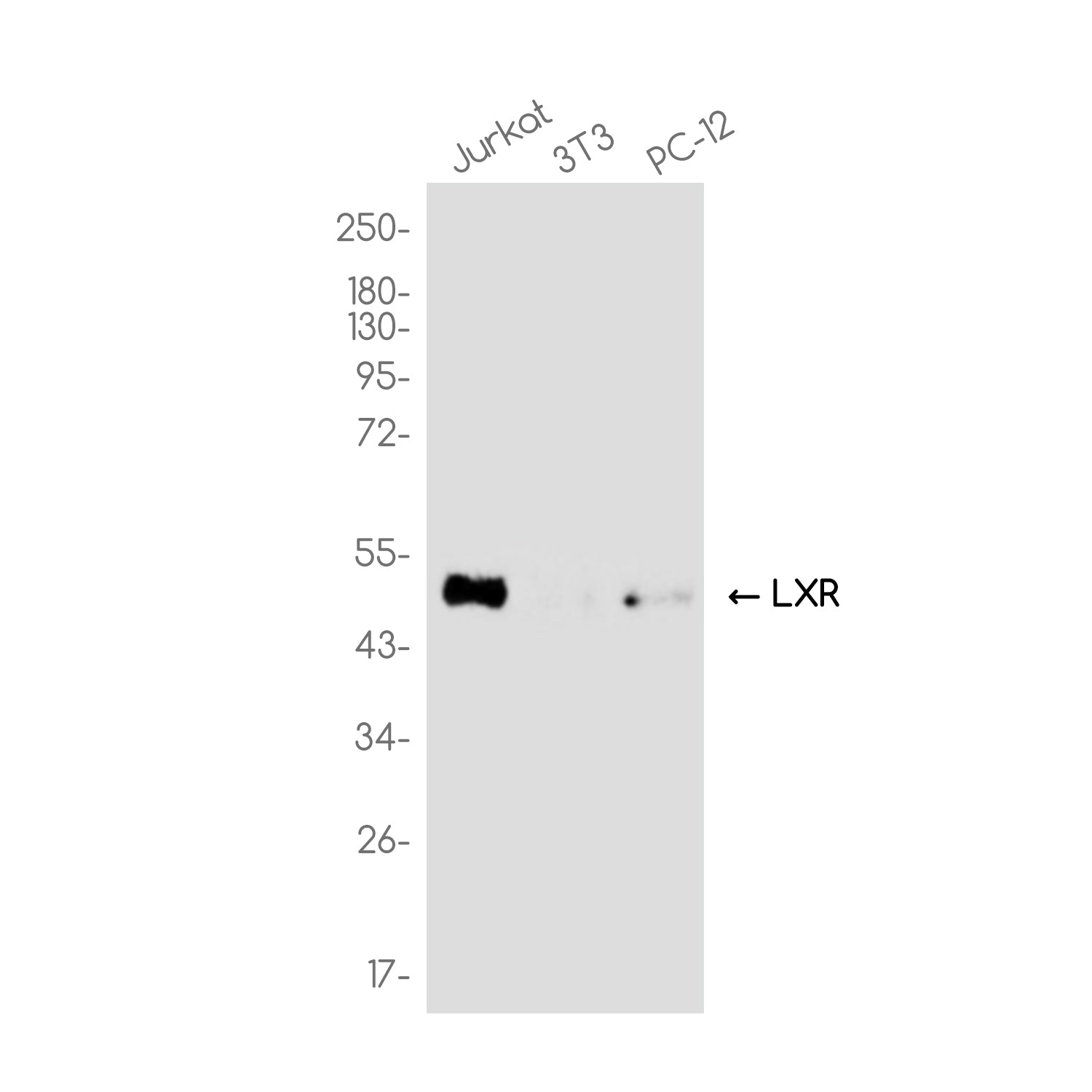 Anti-LXR alpha Rabbit Monoclonal Antibody