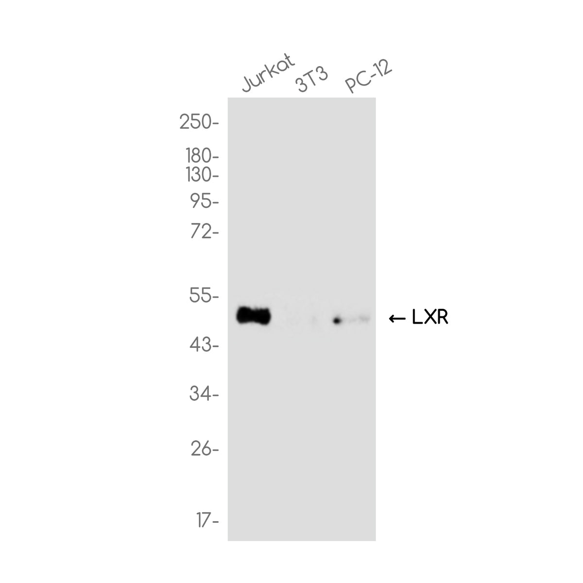 Anti-LXR alpha Rabbit Monoclonal Antibody