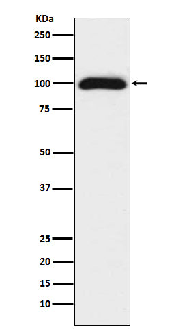 Anti-CD276 Rabbit Monoclonal Antibody