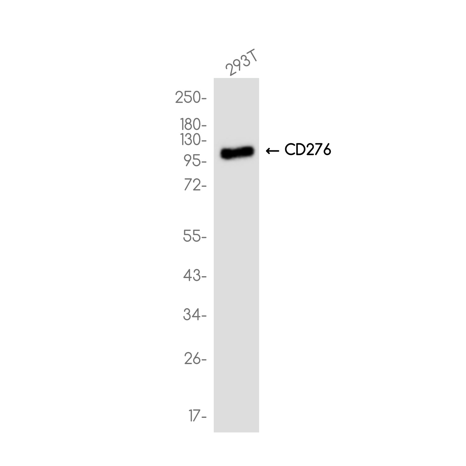 Anti-CD276 Rabbit Monoclonal Antibody