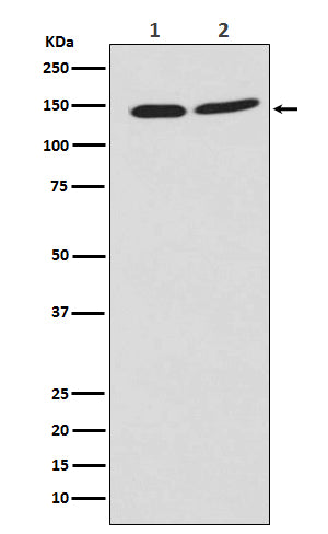 Anti-PHF8 Rabbit Monoclonal Antibody