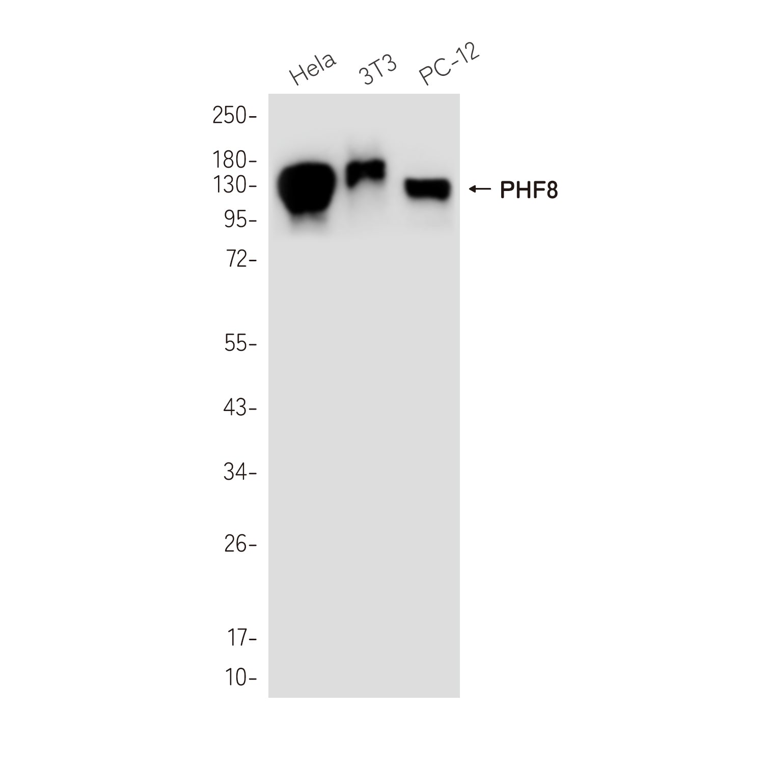 Anti-PHF8 Rabbit Monoclonal Antibody